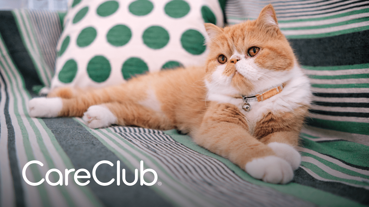 careclub1x